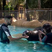 Programa terapéutico con leones marinos de la Fundación Río Safari de Elche. Programa terapéutico con leones marinos de la Fundación Río Safari de Elche.