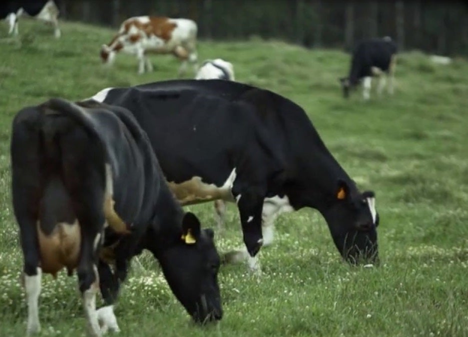 Vacas, gases y efecto invernadero Vacas, gases y efecto invernadero