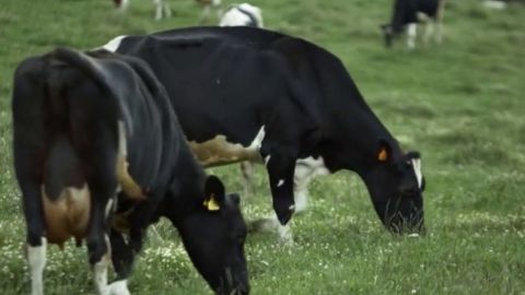 Dos vacas comiendo cesped. 