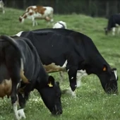 Dos vacas comiendo cesped. Dos vacas comiendo cesped.