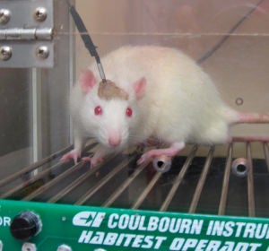 Ratón de laboratorio Ratón de laboratorio