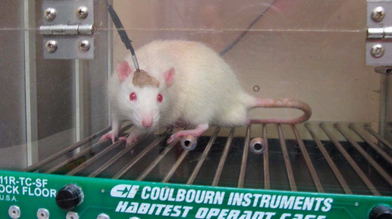 Un nuevo tratamiento elimina el cáncer de vejiga en ratones Un nuevo tratamiento elimina el cáncer de vejiga en ratones