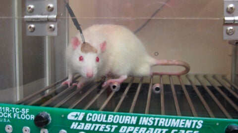 Rat&oacute;n de laboratorio
