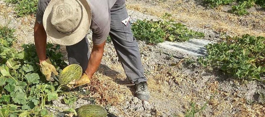 Un agricultor recolecta un melón en el parque agrario de Carrizales de Elche. Un agricultor recolecta un melón en el parque agrario de Carrizales de Elche.
