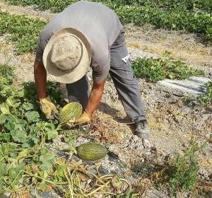 Un agricultor recolecta un melón en el parque agrario de Carrizales de Elche. Un agricultor recolecta un melón en el parque agrario de Carrizales de Elche.