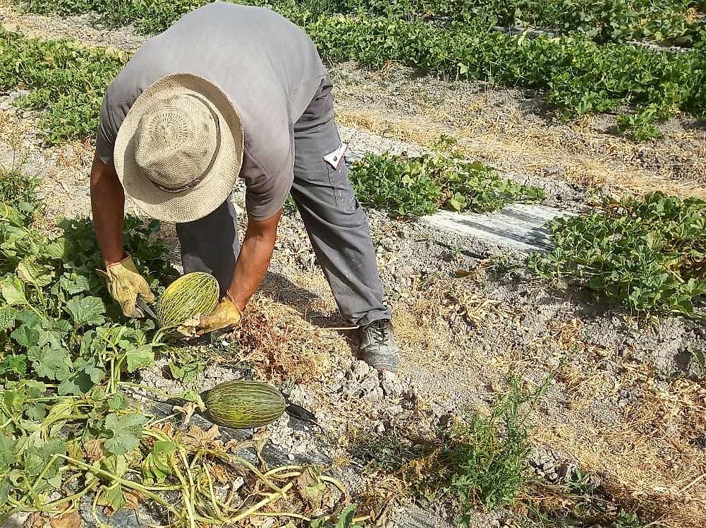 El recorte en el Tajo-Segura reduce este año en seis hectómetros cúbicos el agua para regadío en el Camp d’Elx El recorte en el Tajo-Segura reduce este año en seis hectómetros cúbicos el agua para regadío en el Camp d’Elx
