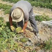 Un agricultor recolectando melón Un agricultor recolectando melón