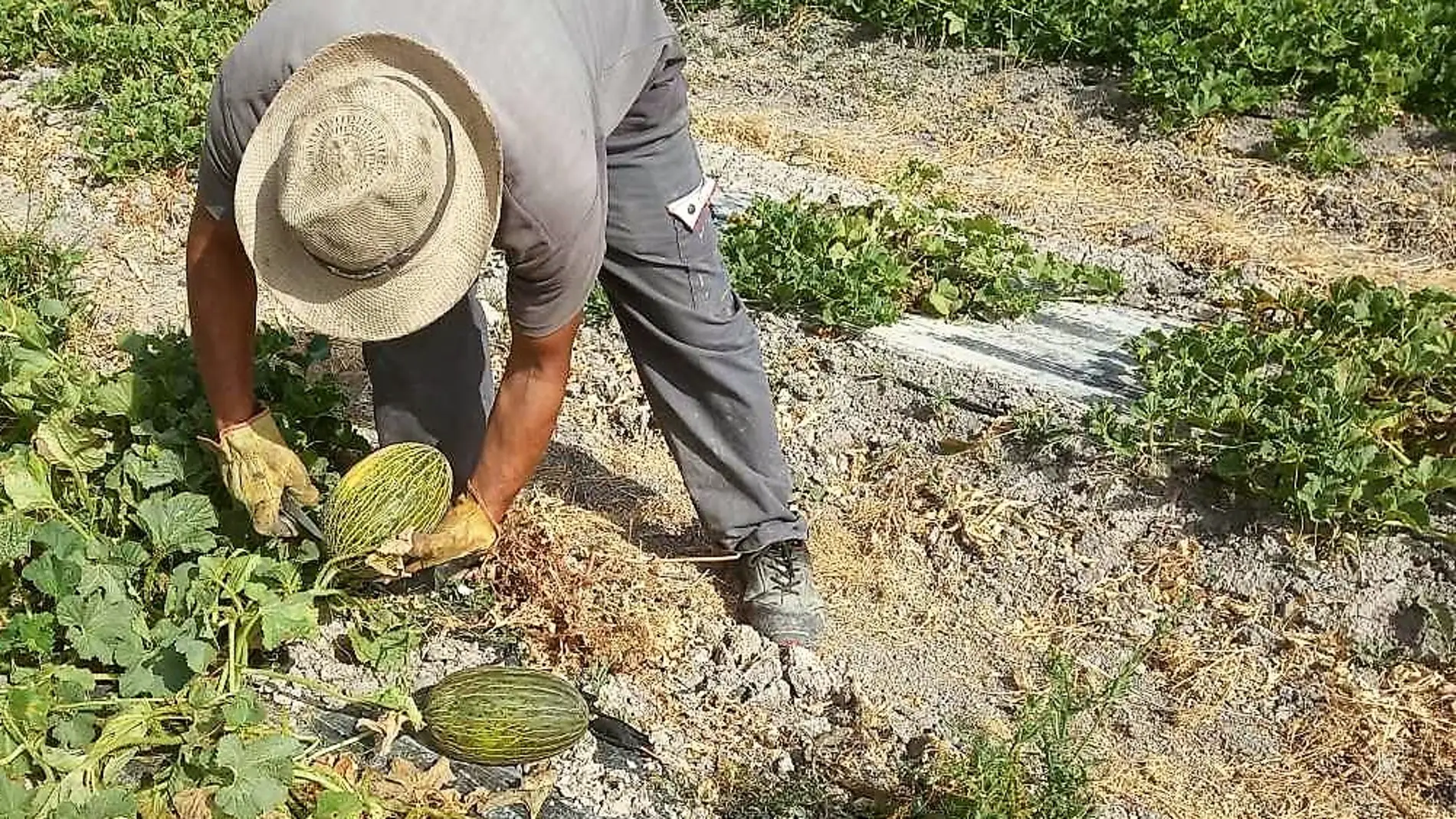 Un agricultor recolectando melón