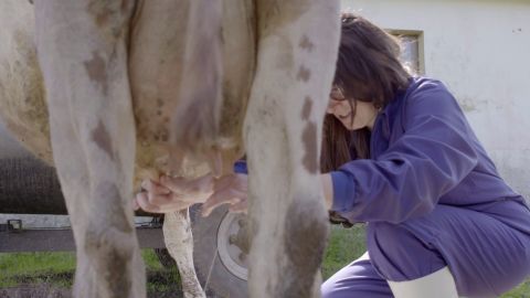 La jefa infiltrada orde&ntilde;a una vaca en la ganader&iacute;a de Torrelavega