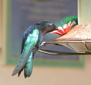 Colibrí (Archivo) Colibrí (Archivo)