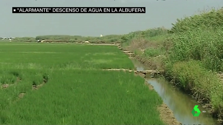 La Junta de Desagüe de L'Albufera lamenta la renuncia de Ribó como presidente La Junta de Desagüe de L'Albufera lamenta la renuncia de Ribó como presidente