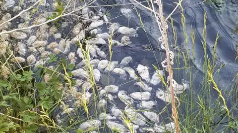 Topillos en acequia Palencia