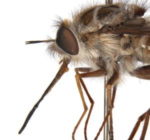 La nueva mosca australiana 'El Rey de la Noche' La nueva mosca australiana 'El Rey de la Noche'