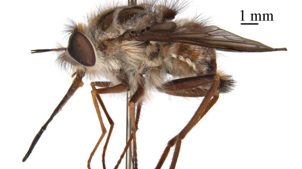 El Rey de la Noche: La nueva mosca australiana que deja zombies a sus víctimas El Rey de la Noche: La nueva mosca australiana que deja zombies a sus víctimas