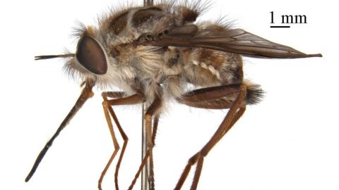 La nueva mosca australiana 'El Rey de la Noche'