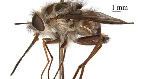 La nueva mosca australiana 'El Rey de la Noche' La nueva mosca australiana 'El Rey de la Noche'