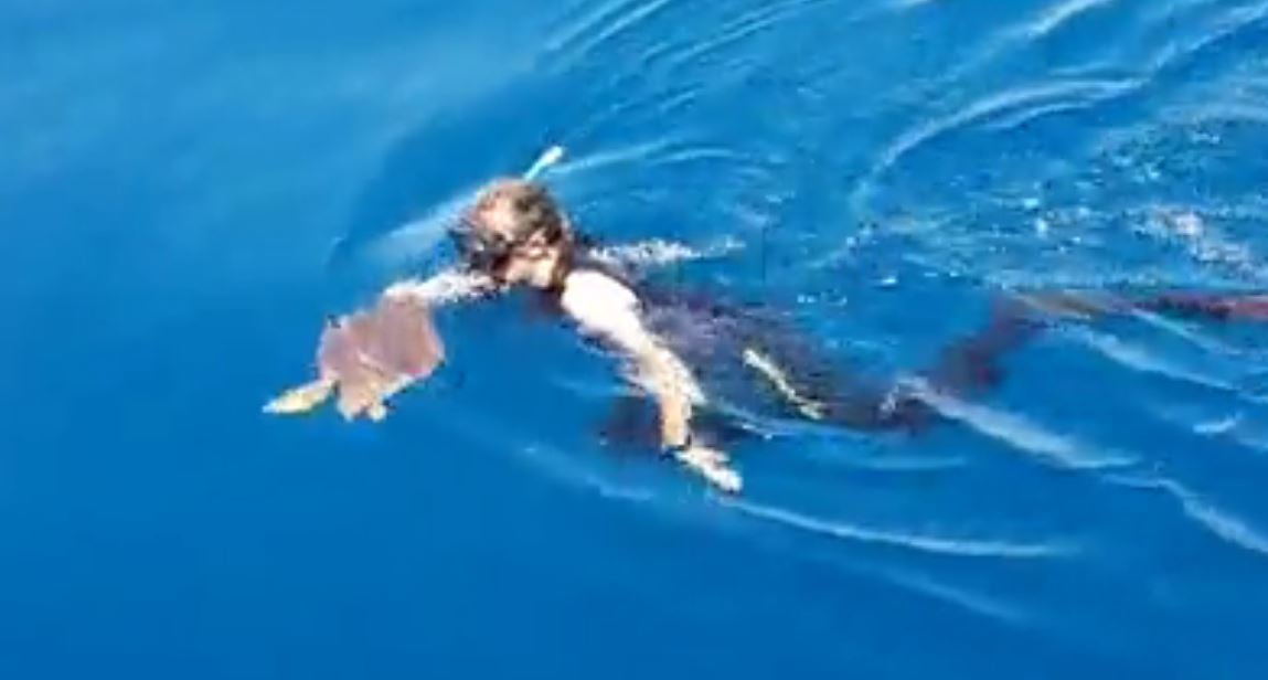 Asistimos a la liberación de una tortuga marina Asistimos a la liberación de una tortuga marina