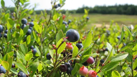 arándanos arándanos