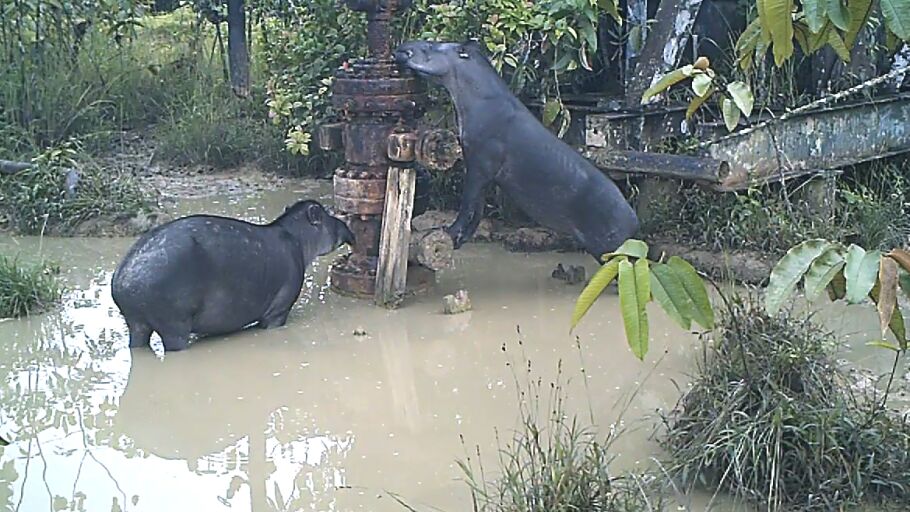 Animales salvajes en una zona contaminada.
