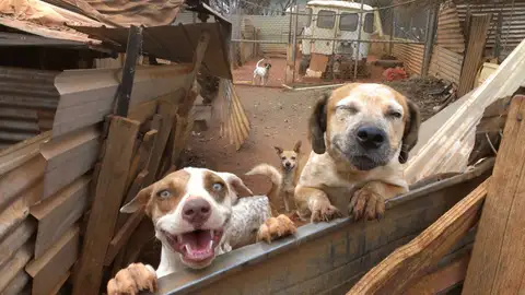 Como un cancer transmisible se ha convertido en un parasito del perro Como un cancer transmisible se ha convertido en un parasito del perro