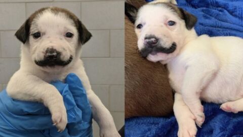 Salvador Dolly, la perrita con un singular bigote que ha conquistado al mundo