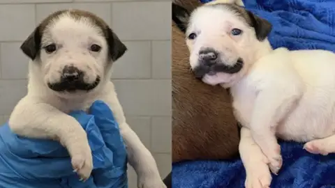 Salvador Dolly, la perrita con un singular bigote que ha conquistado al mundo Salvador Dolly, la perrita con un singular bigote que ha conquistado al mundo