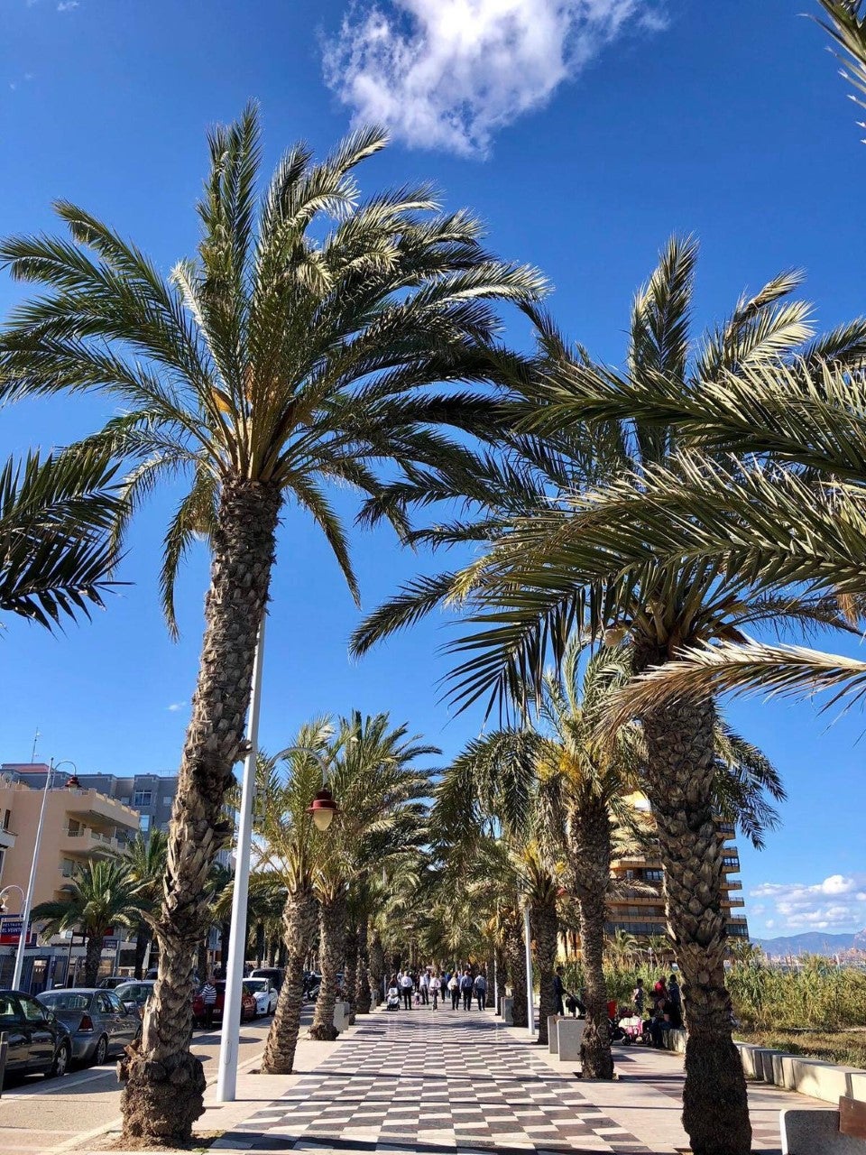 La pedanía de Arenales del Sol de Elche también proyecta su propio partido político La pedanía de Arenales del Sol de Elche también proyecta su propio partido político