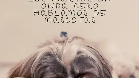 Mascotas Onda Cero Talavera Mascotas Onda Cero Talavera