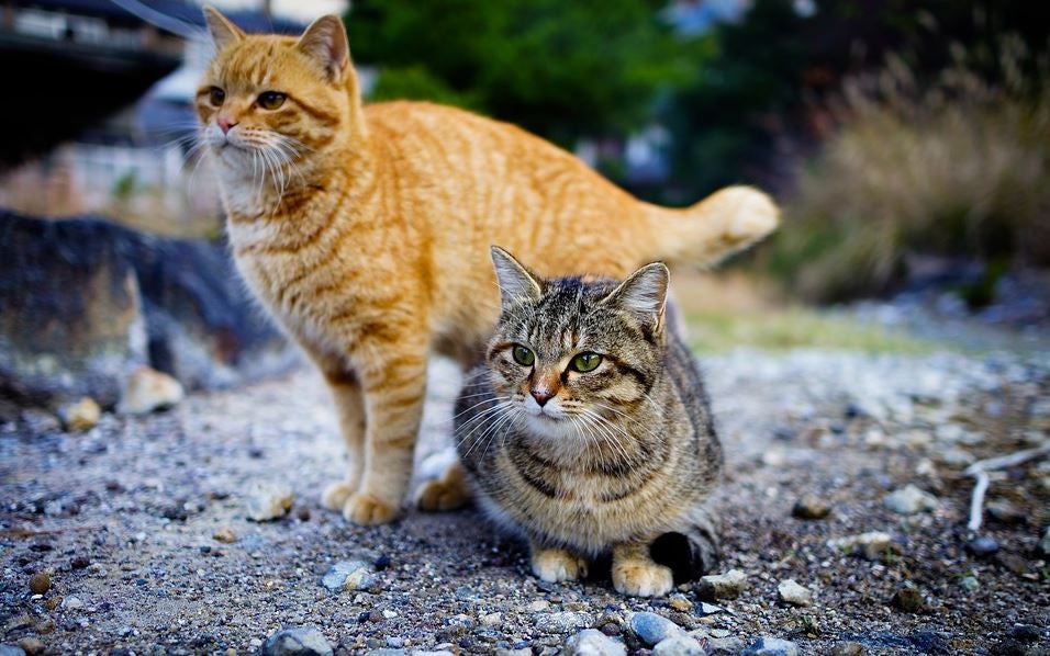 ¿Cómo evitar que los gatos callejeros orinen en la puerta de casa? ¿Cómo evitar que los gatos callejeros orinen en la puerta de casa?