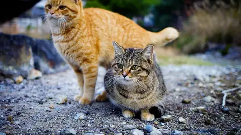 Gatos callejeros Gatos callejeros