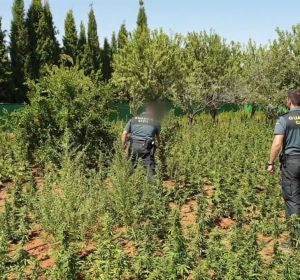 El grupo desarticulado se dedicaba a cultivar marihuana El grupo desarticulado se dedicaba a cultivar marihuana