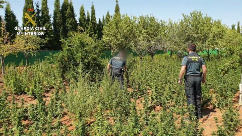 El grupo desarticulado se dedicaba a cultivar marihuana