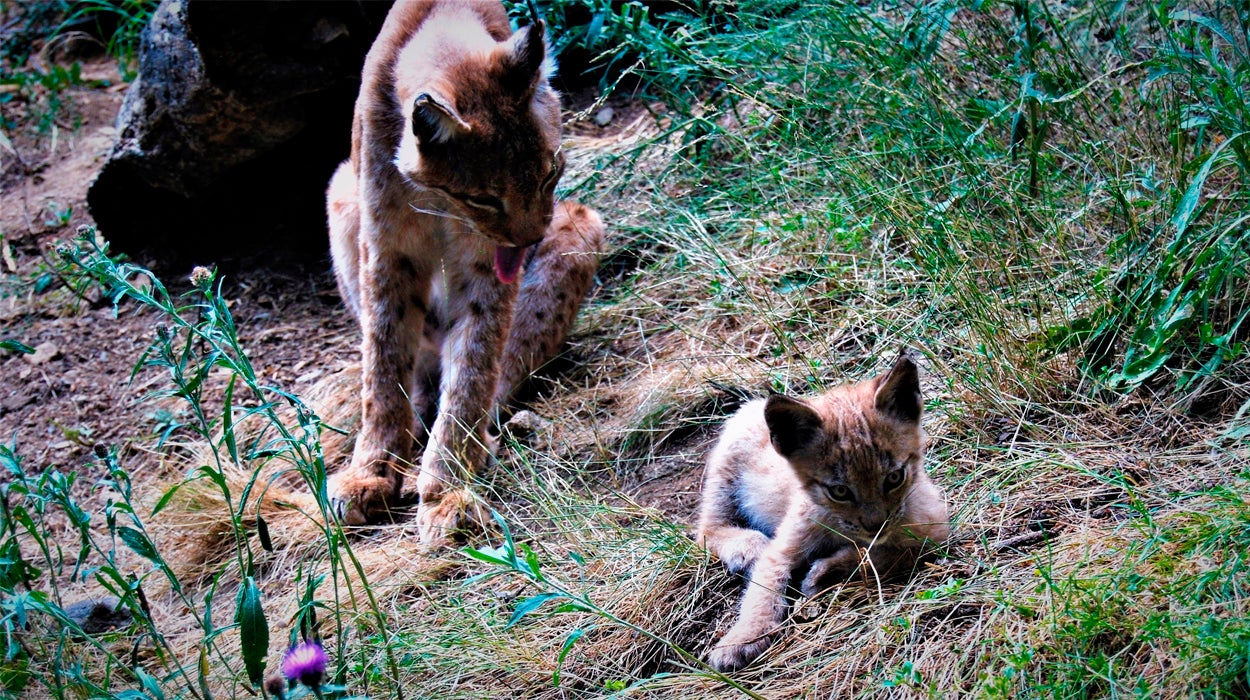Nace el primer lince boreal en el Pirineo desde hace más de un siglo Nace el primer lince boreal en el Pirineo desde hace más de un siglo