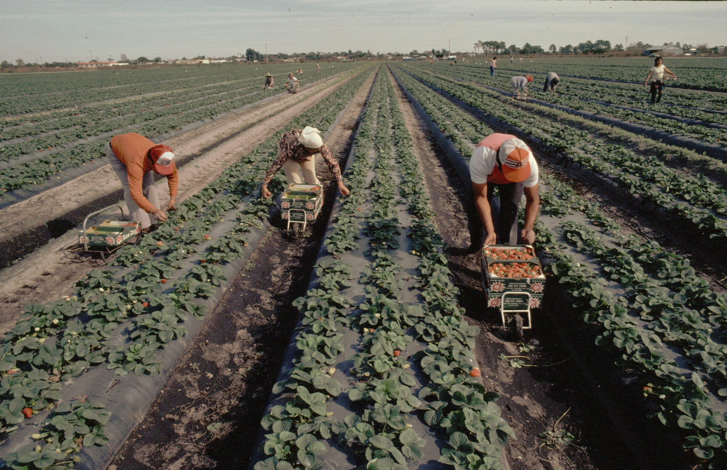 El representante de REDES niega el efecto llamada de la regularización de migrantes: "Se ha desmontado en infinidad de ocasiones" El representante de REDES niega el efecto llamada de la regularización de migrantes: "Se ha desmontado en infinidad de ocasiones"