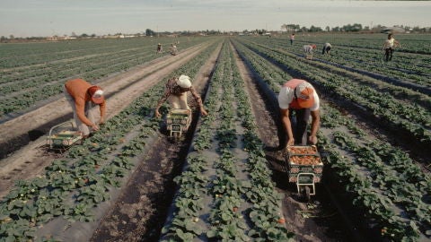 Varios trabajadores laboran en el campo en un d&iacute;a de sol