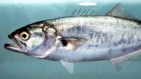 Ejemplar de pez 'golfar' (Pomatorus saltarix) Ejemplar de pez 'golfar' (Pomatorus saltarix)