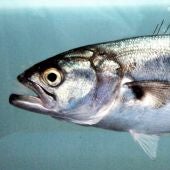 Ejemplar de pez 'golfar' (Pomatorus saltarix) 
