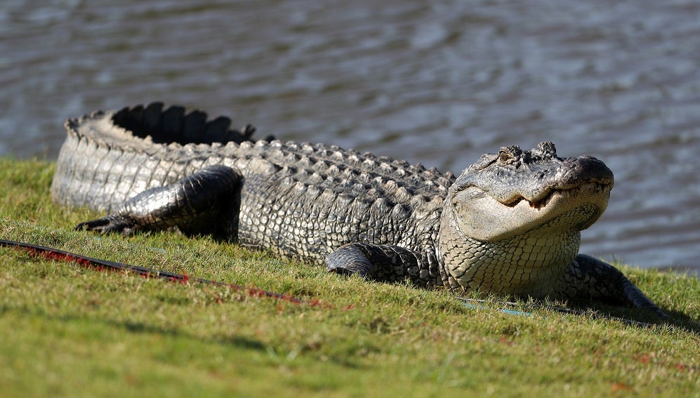 Muere en Rusia "Saturno", el caimán que sobrevivió la Segunda Guerra Mundial Muere en Rusia "Saturno", el caimán que sobrevivió la Segunda Guerra Mundial
