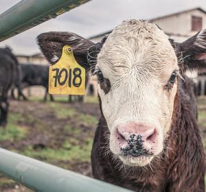 La ONU pide reducir el consumo de carne para frenar el cambio climatico La ONU pide reducir el consumo de carne para frenar el cambio climatico