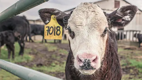 La ONU pide reducir el consumo de carne para frenar el cambio climatico La ONU pide reducir el consumo de carne para frenar el cambio climatico