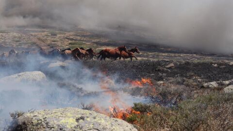 Manada de Caballos en el Incendio de La Granja