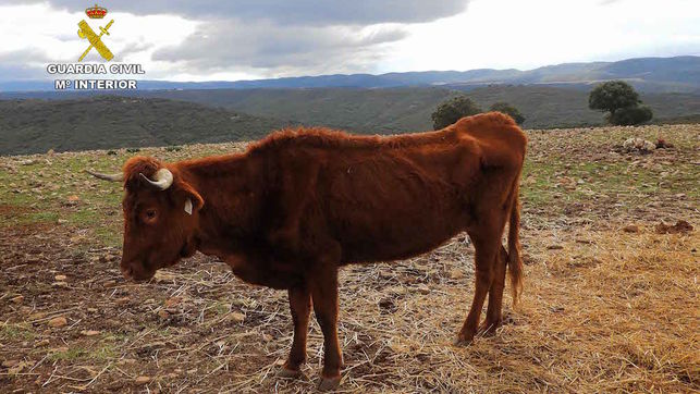 La Junta sacrifica medio centenar de vacas de Navalpino ante la imposibilidad de mantenerlas en santuarios La Junta sacrifica medio centenar de vacas de Navalpino ante la imposibilidad de mantenerlas en santuarios