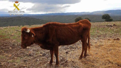 Una de las vacas abandonadas en Navalpino