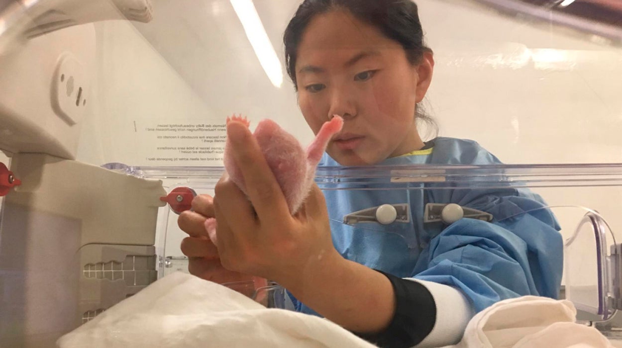 Nacen dos crías de panda gigante en un parque zoológico de Bélgica Nacen dos crías de panda gigante en un parque zoológico de Bélgica