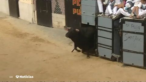 El Puig celebra los 'bous al carrer del Puig', una tradici&oacute;n que se repite cada a&ntilde;o no exento de cr&iacute;ticas