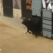 El Puig celebra los 'bous al carrer del Puig', una tradición que se repite cada año no exento de críticas El Puig celebra los 'bous al carrer del Puig', una tradición que se repite cada año no exento de críticas