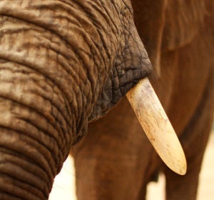 Imagen de un elefante Imagen de un elefante