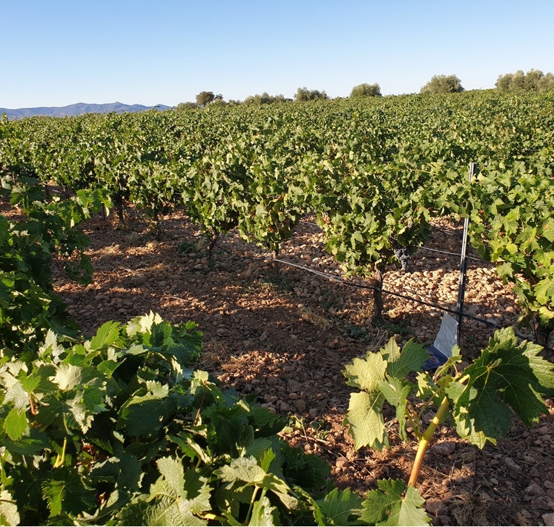 España producirá entre 43 y 44 millones de hectolitros de vino en la vendimia 2020 España producirá entre 43 y 44 millones de hectolitros de vino en la vendimia 2020