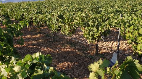 La cooperativa El Progreso iniciar&aacute; la vendimia a mediados de la semana que viene