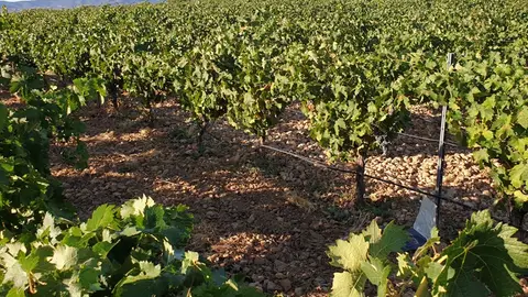 La cooperativa El Progreso iniciará la vendimia a mediados de la semana que viene La cooperativa El Progreso iniciará la vendimia a mediados de la semana que viene